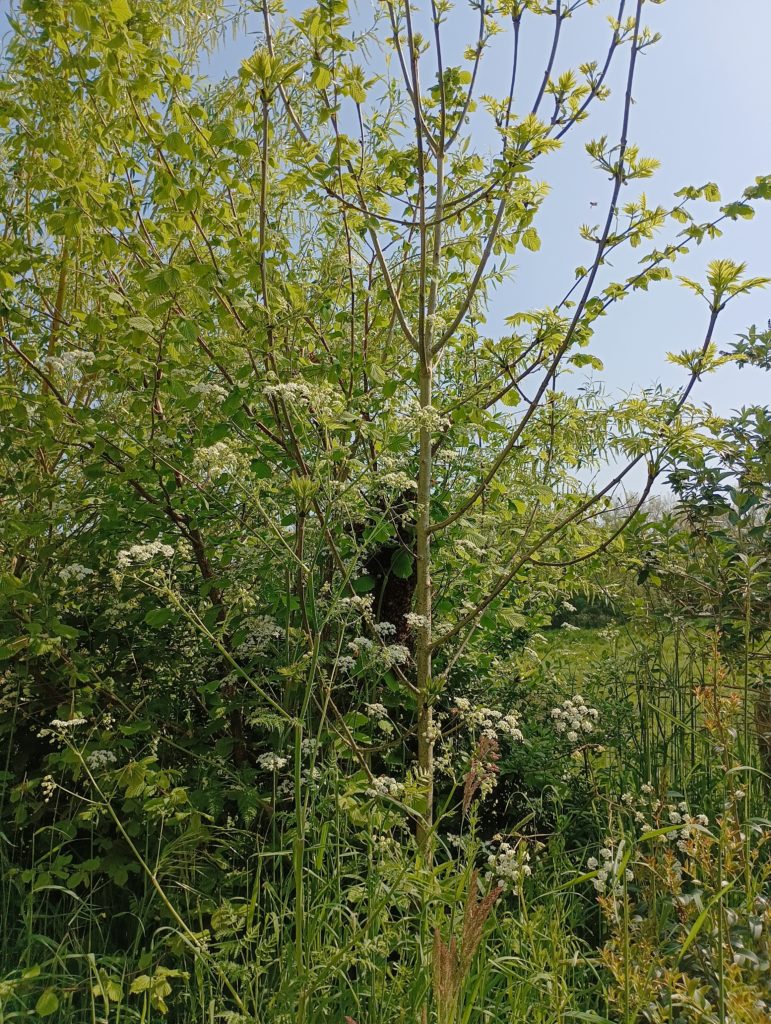 Grappe d'abeille, essaimage