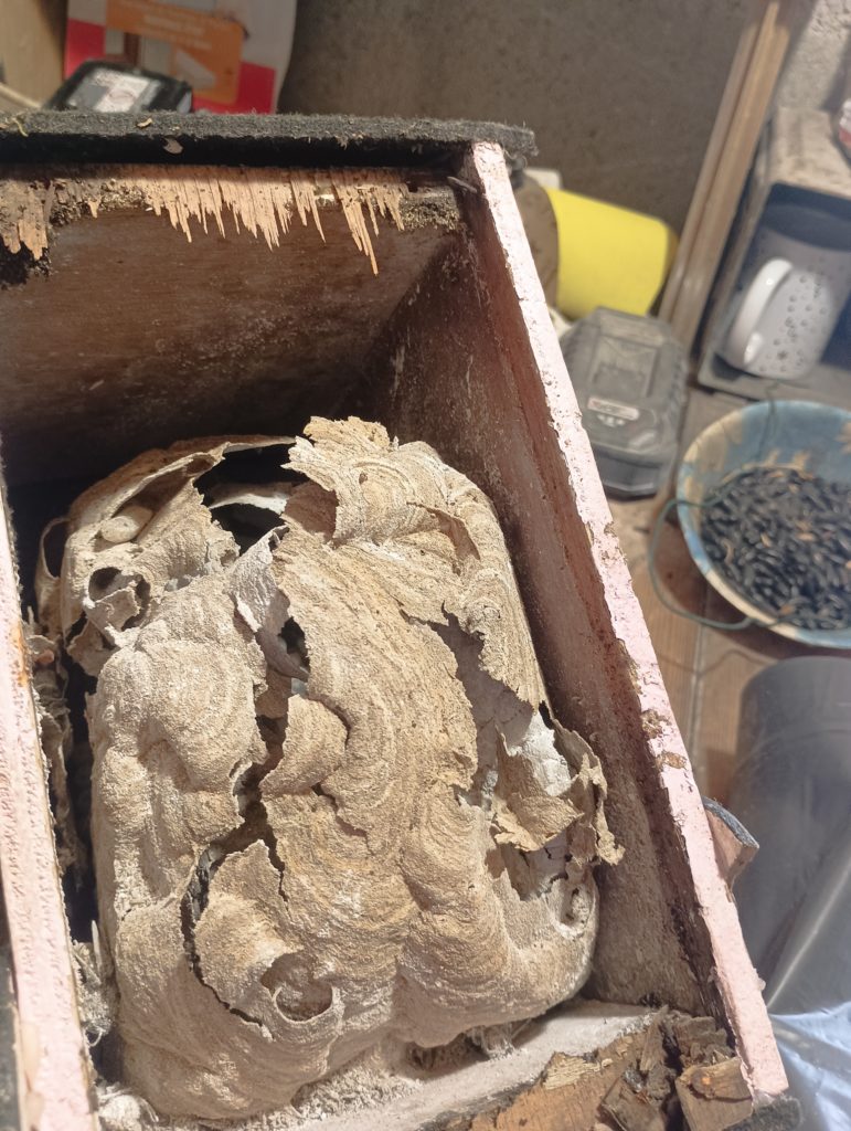 Nid de frelons asiatiques traitée , dans un nichoir